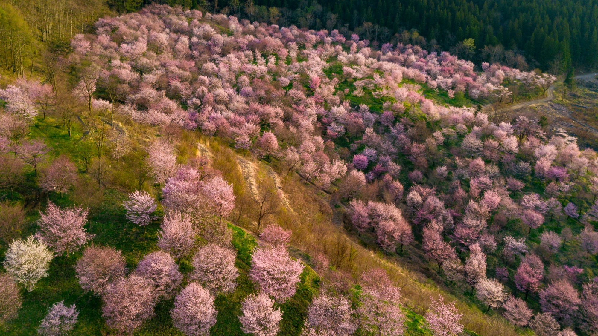 裏磐梯　桜峠