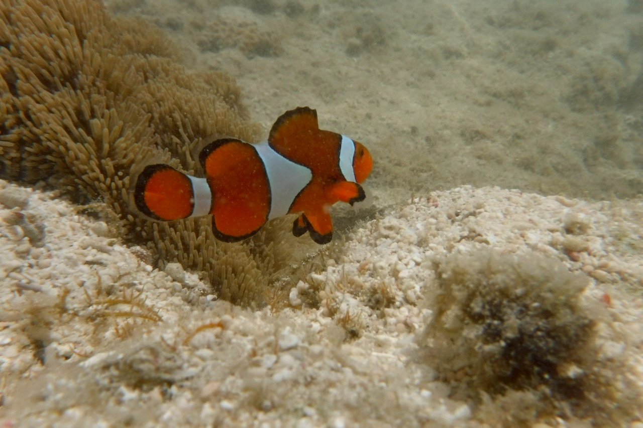 新城海岸のクマノミ