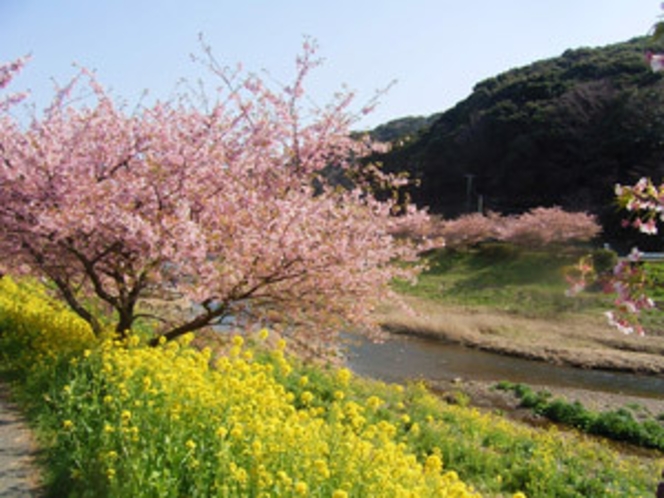 菜の花と河津桜のコラボレーション