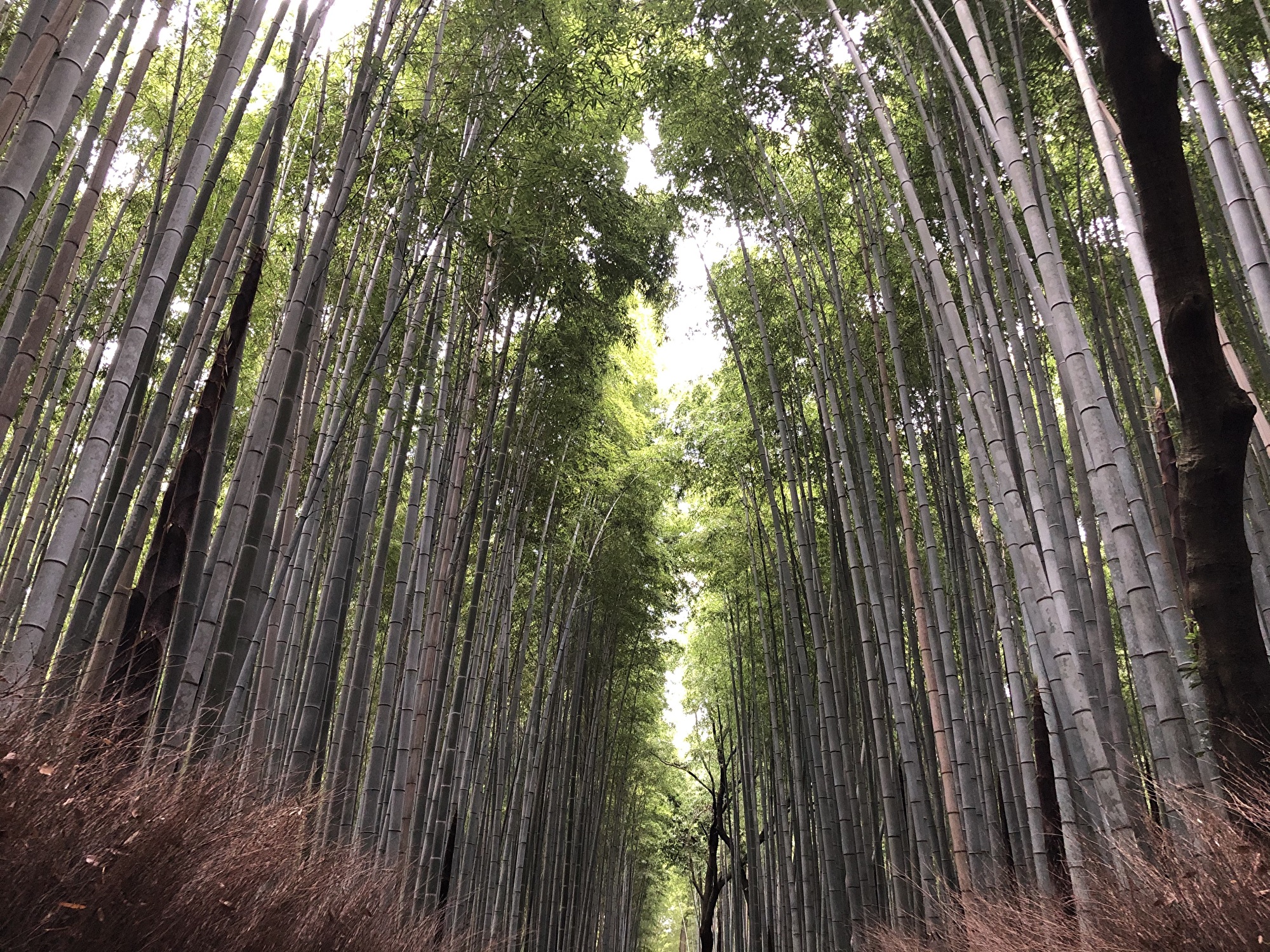 嵐山竹林の小路