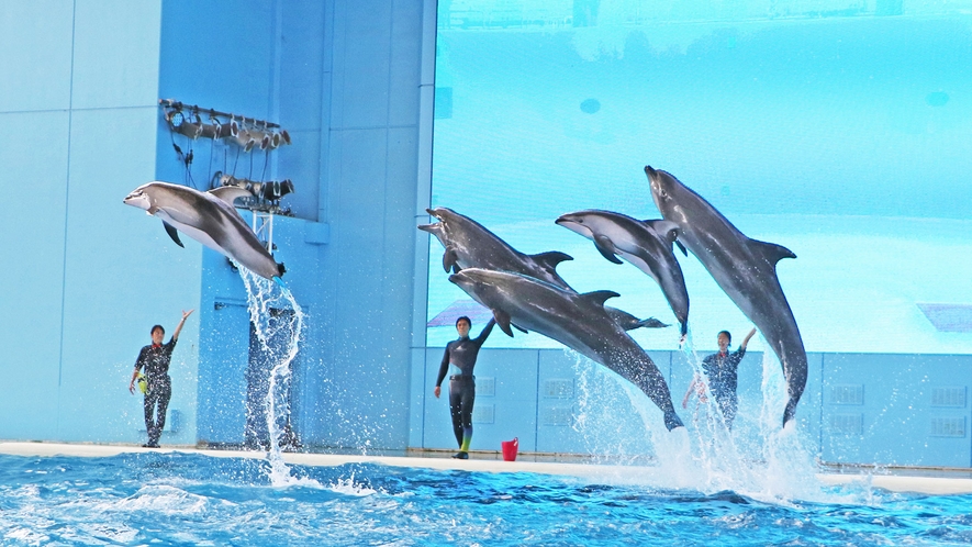 【アクアスタジアム】海の動物たちのショー