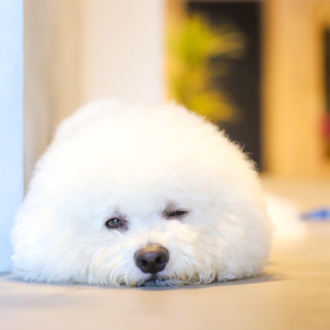 GW＊わんちゃんOK＊天王寺さんぽ素泊まり 3 O’CLOCK【選べる特典付き】