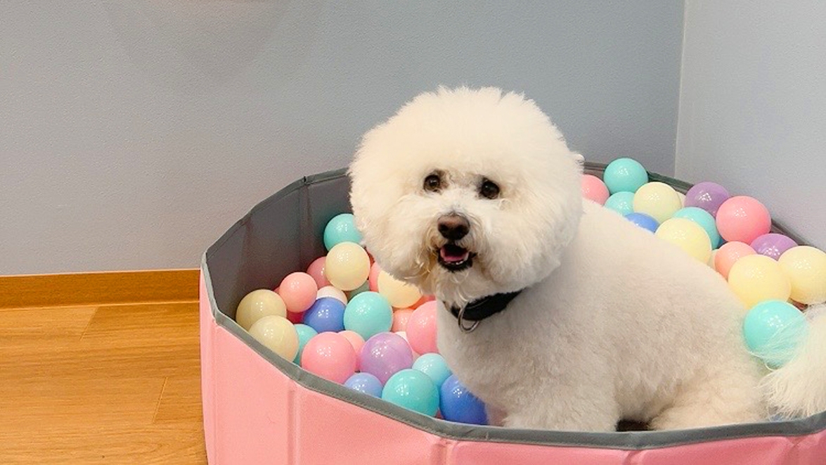 GW＊わんちゃんOK＊天王寺さんぽ素泊まり 3 O’CLOCK【選べる特典付き】