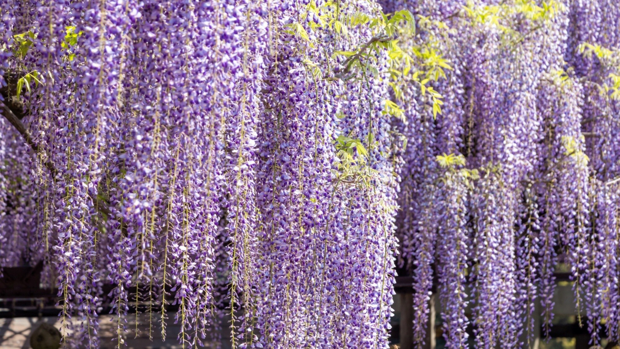 周辺観光/【八女黒木の大藤】千年の歴史を幻想的な藤の花が咲き誇る春の名所