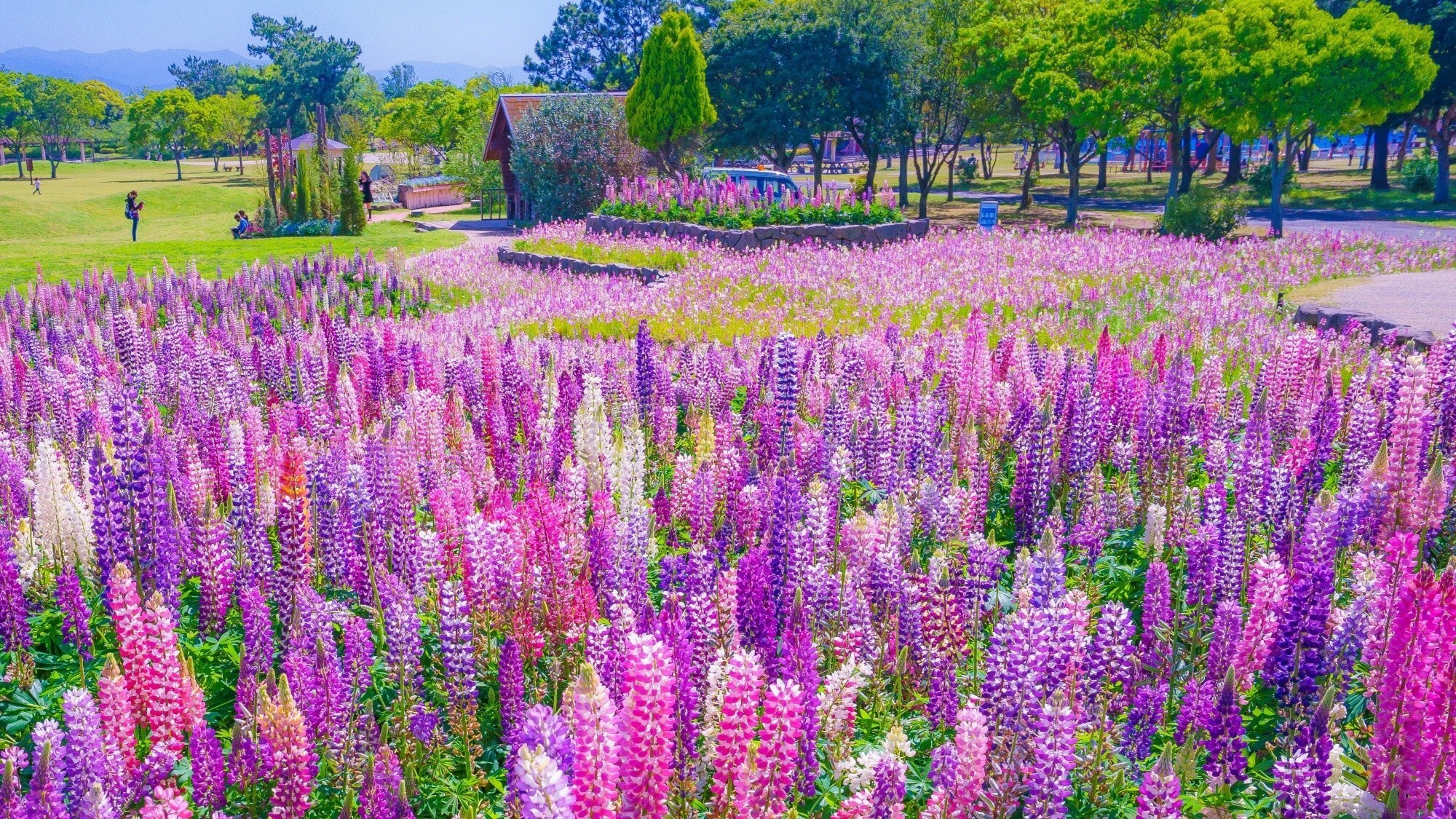 周辺観光/【海の中道海浜公園】季節の花と動物に癒される広大な自然いっぱいの国営公園