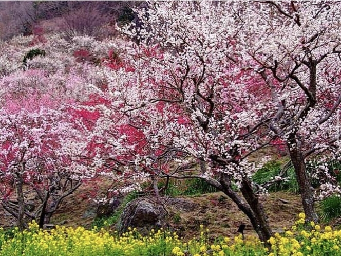 幕山公園「梅の宴」のイメージ