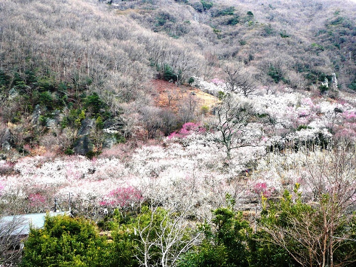 湯河原梅林 