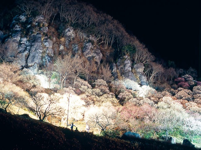 湯河原梅園2ライトアップ