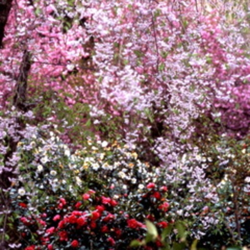 訪春園　では4月末頃まで雪椿と桜の共演がお楽しみいただけます。