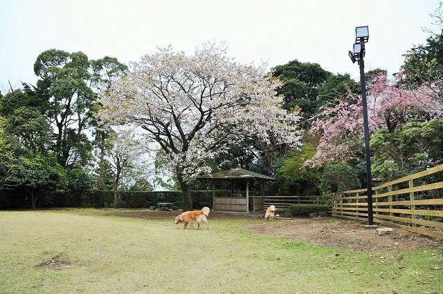 源泉かけ流しの貸し切り風呂とドッグラン付き犬宿