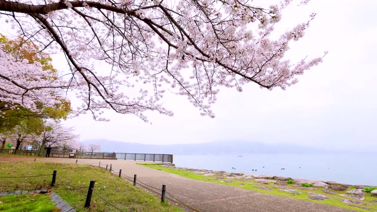 春の桜に心がほどけて、つい足を止めてしまう。