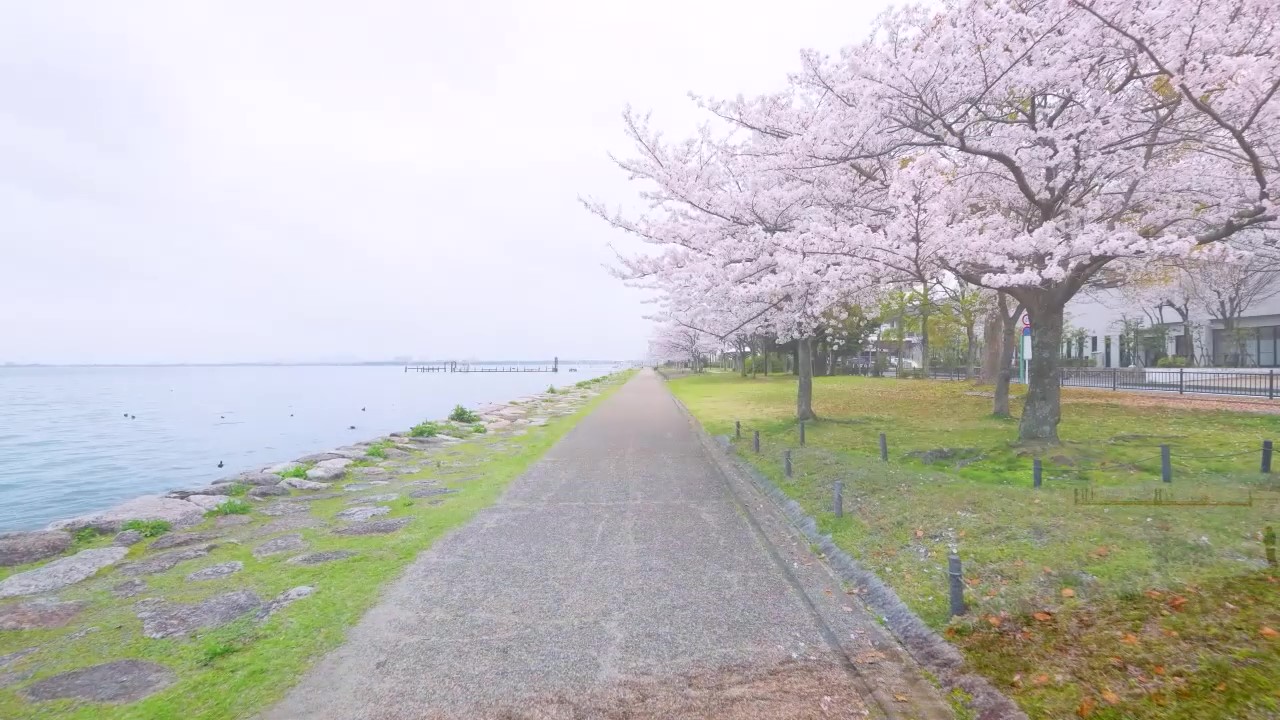 やさしい風に舞う花びらを眺めながら過ごす朝。