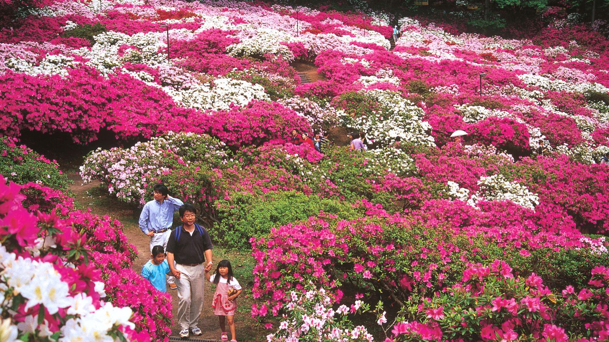 【西山公園】「日本の歴史公園100選」に認定される景勝地。約5万本のつつじはGW周辺に見頃を迎えます