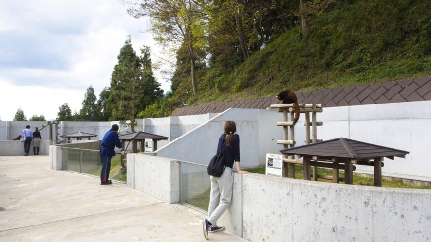 西山動物園は日本有数のレッサーパンダの繁殖地です。