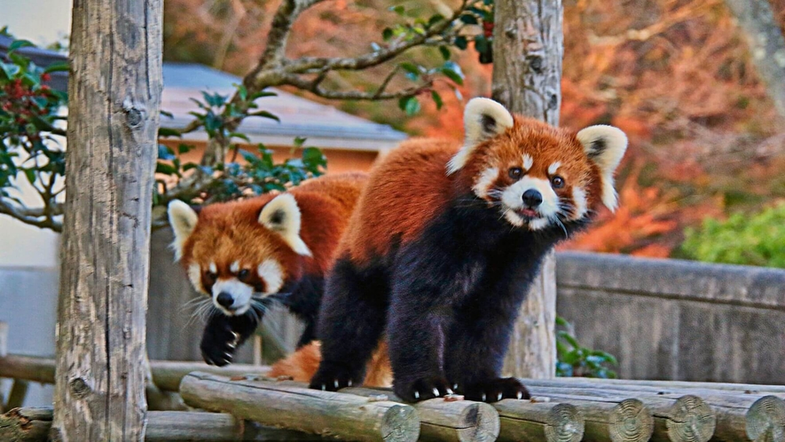 【西山動物園】西山公園内にある動物園です。レッサーパンダの餌やり体験もあります。