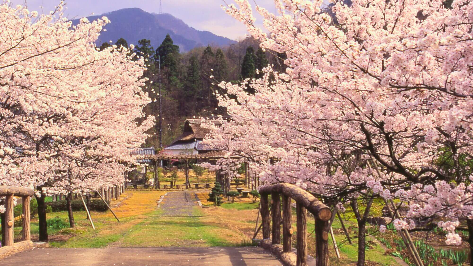 【万葉の里　味真野苑】万葉集ゆかりの地、味真野地区の自然公園です。春は桜、梅、水芭蕉が咲き誇ります。