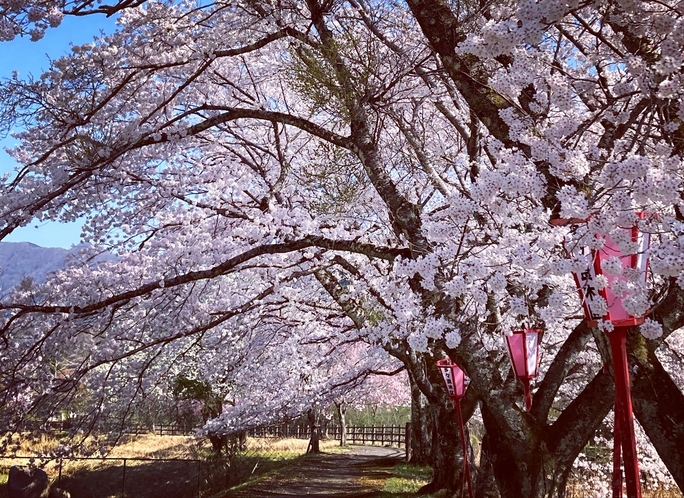 桜花見