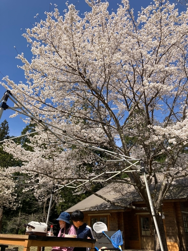 ログ芝生花見