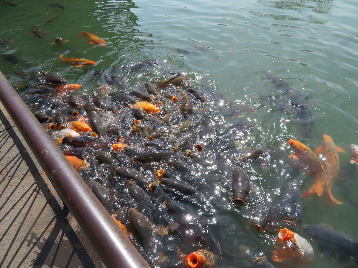 【ファミリー】にじます釣り体験付き1泊2食宿泊＋朝食名水コーヒー1杯付