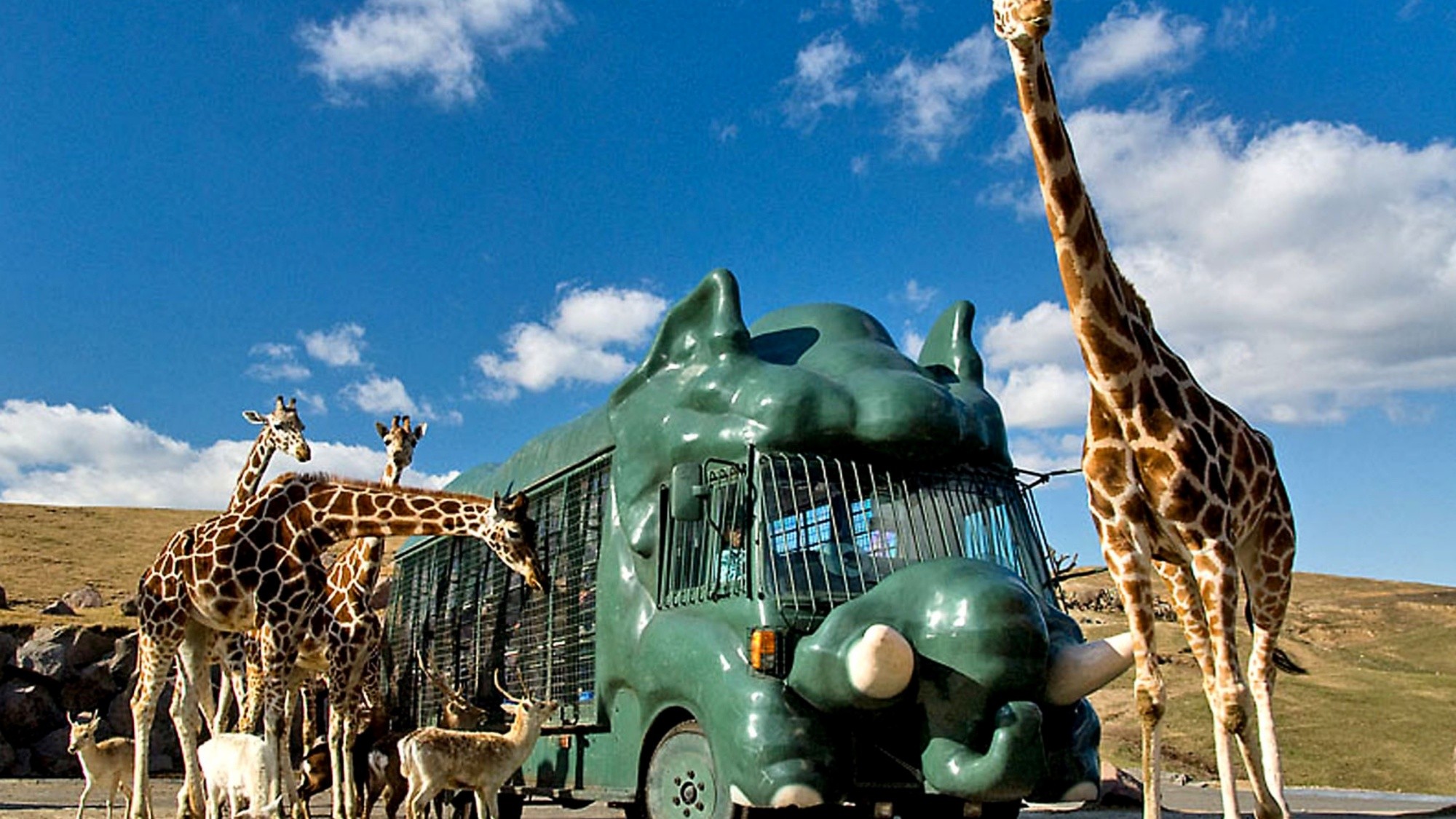 【アフリカンサファリ】ジャングルバスで大型野生動物の迫力を間近に！･･･当館から車で40分