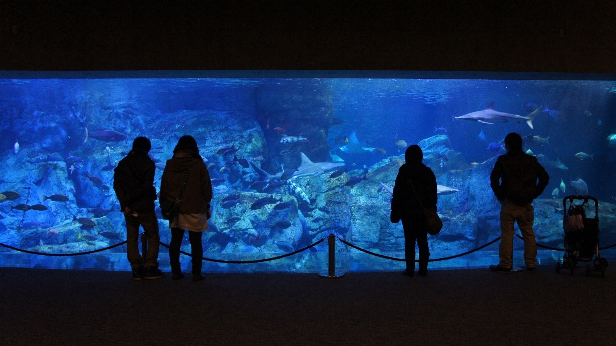 【うみたまご】大回遊水槽は迫力満点のサメやエイをはじめ様々な魚が泳ぐ･･･当館から車で25分