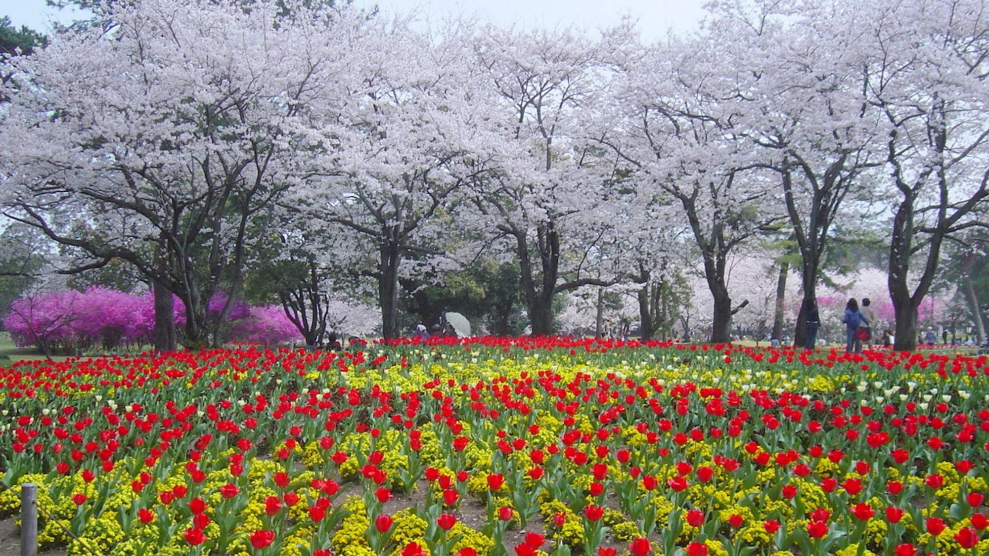 【別府公園】多くの市民の憩いの場、春はソメイヨシノが咲き誇る･･･当館から車で30分
