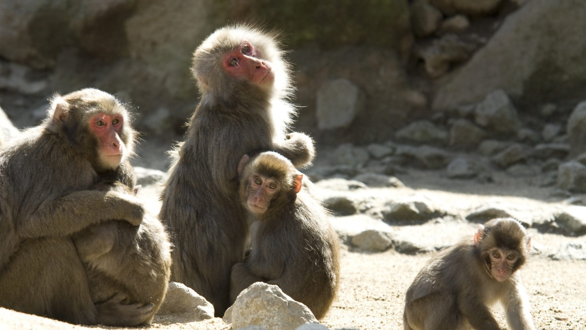 【高崎山自然動物園】餌やりタイムには野生のニホンザルが大集合、可愛い子ザルも･･･当館から車で25分
