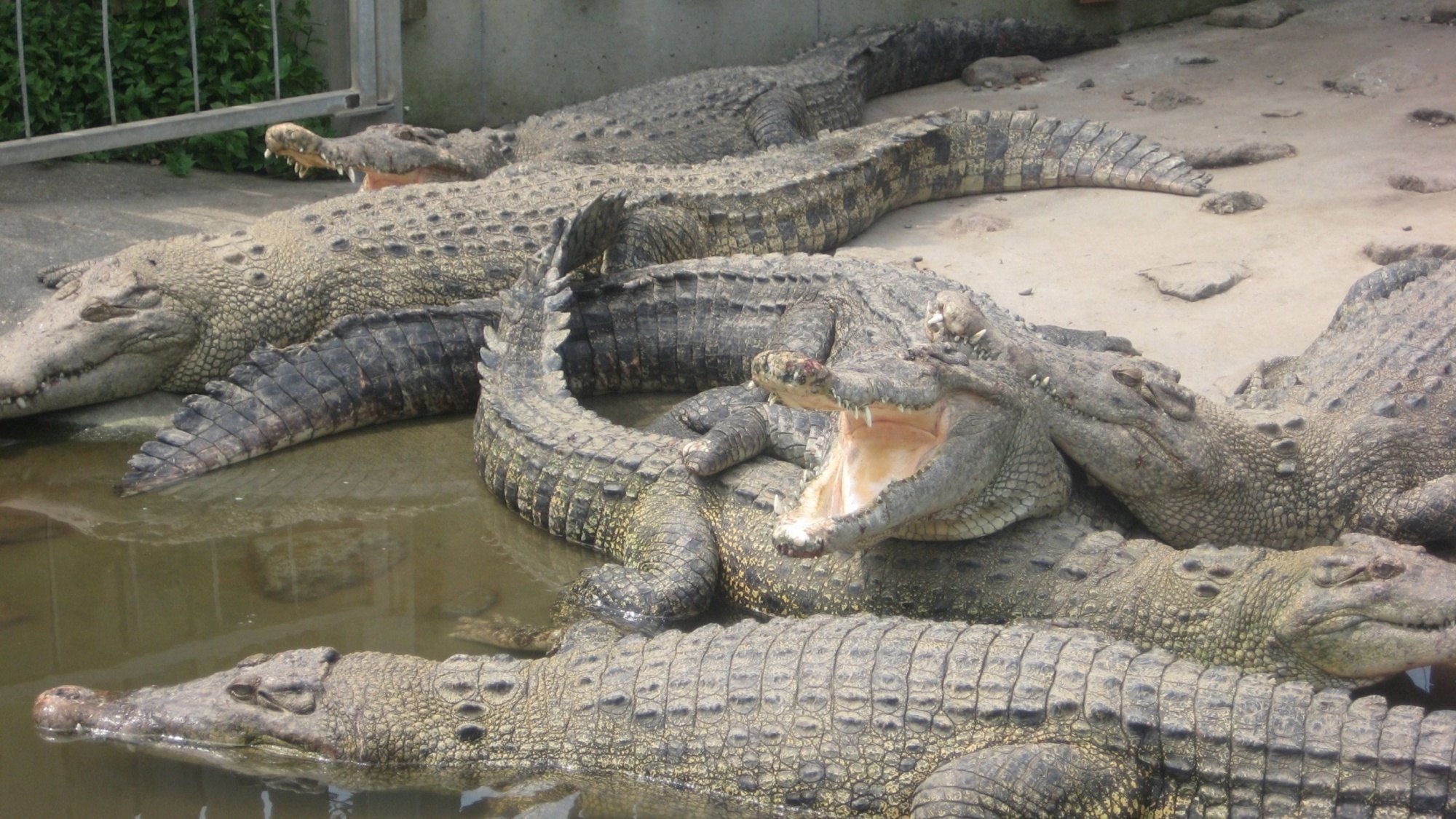 【鬼山地獄】温泉熱で飼育されるワニ達。飼育員による餌やりは大迫力！･･･当館から車で30分