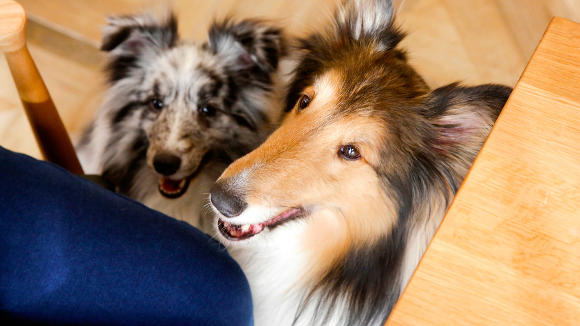 愛犬と一緒