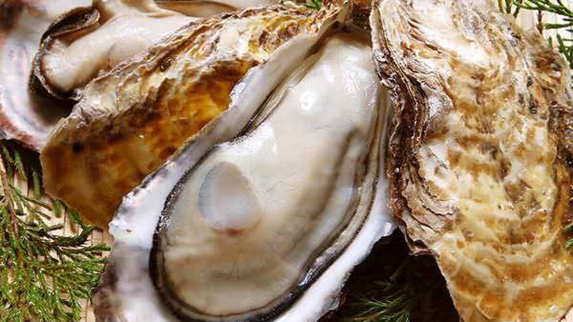 【特別2食付】厚岸名物の牡蠣をはじめ北海道ならではの厳選食材を使った料理に舌鼓！