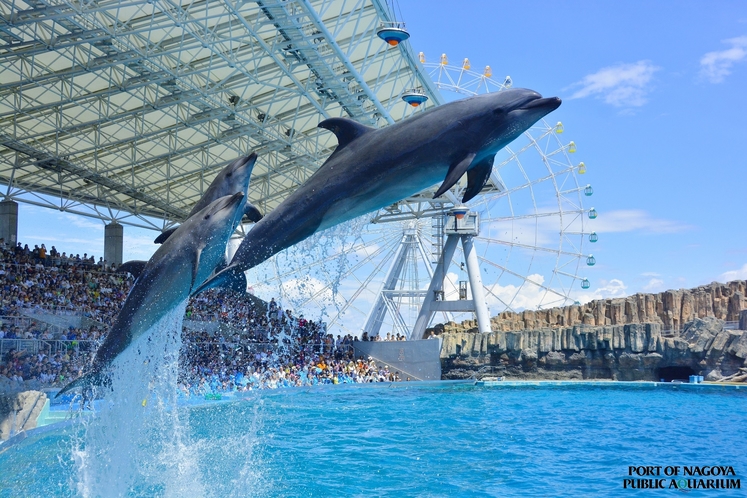 名古屋港水族館　イルカショー　日本最大のプールで繰り広げられるイルカたちのパフォーマンスは圧巻です。