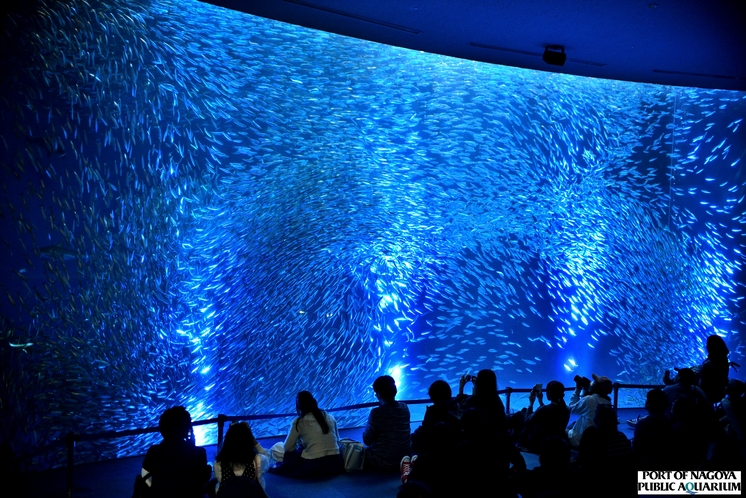 名古屋港水族館　マイワシのトルネード　音楽と光による幻想的な演出　