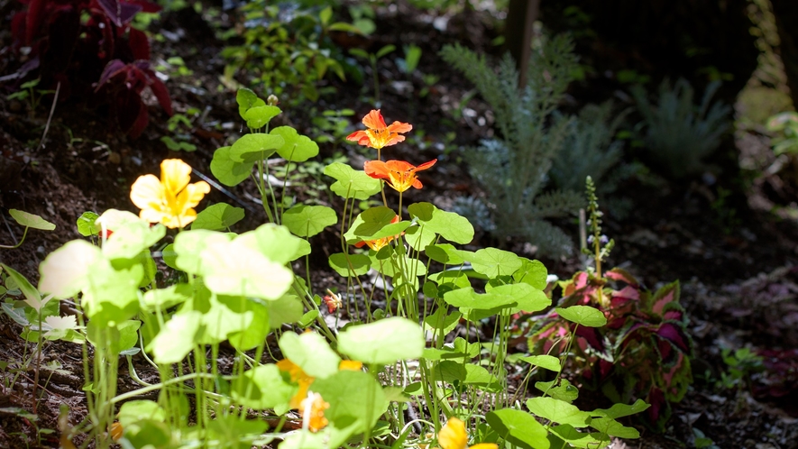 耐寒性のある植物を植え、少しずつ根付いてきています。