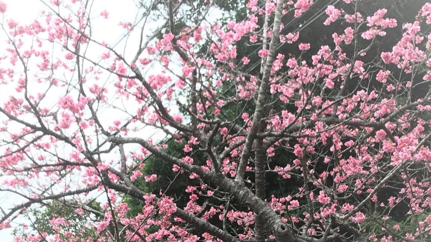 沖縄☆桜