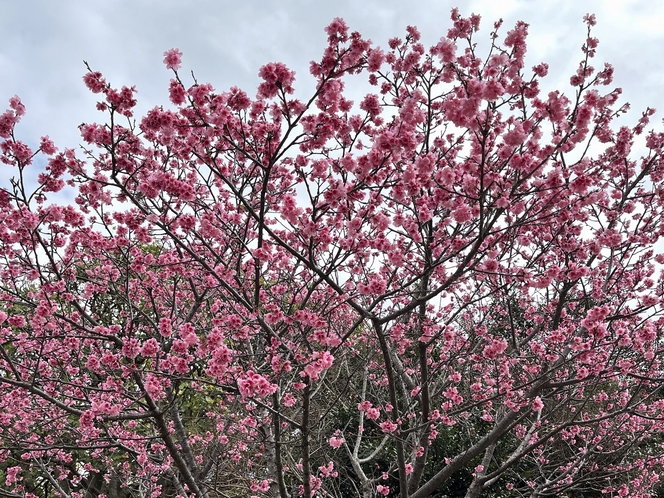 桜（1月）