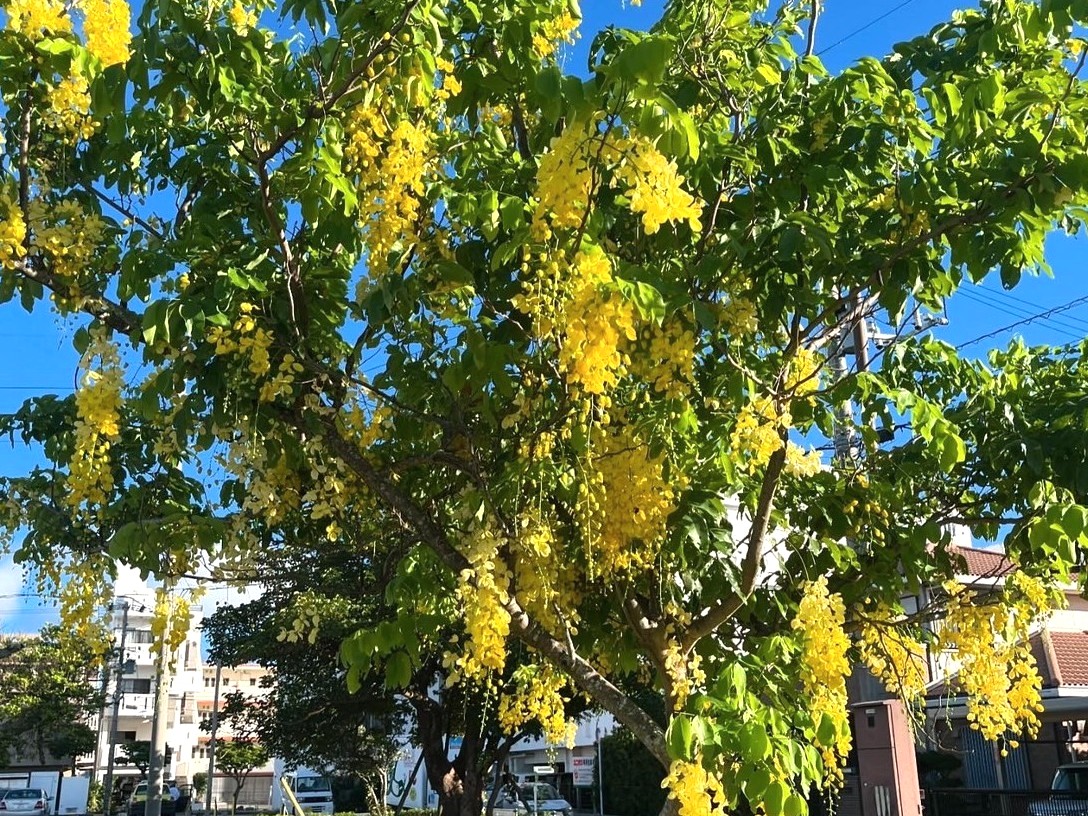 沖縄の夏を告げる花