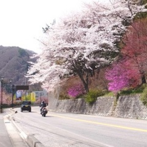 桜・春