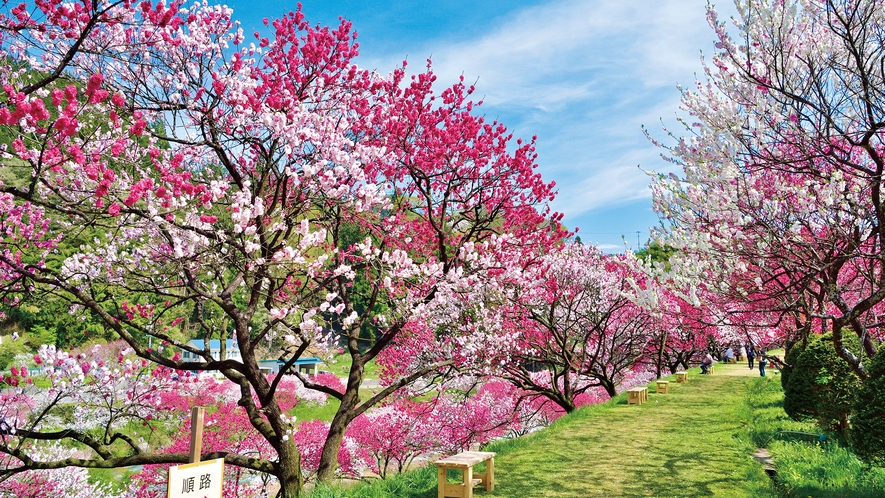 花桃街道【花桃の例年の見頃：4月～5月】