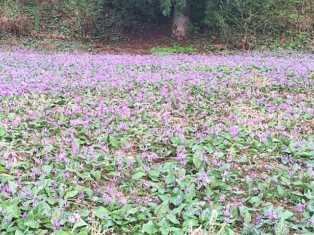 カタクリの群生※坂戸山（登山口まで当ロッヂから車で約25分）