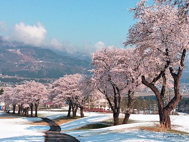ゲレンデ上に咲く舞子の桜（当ロッヂから徒歩約5分）