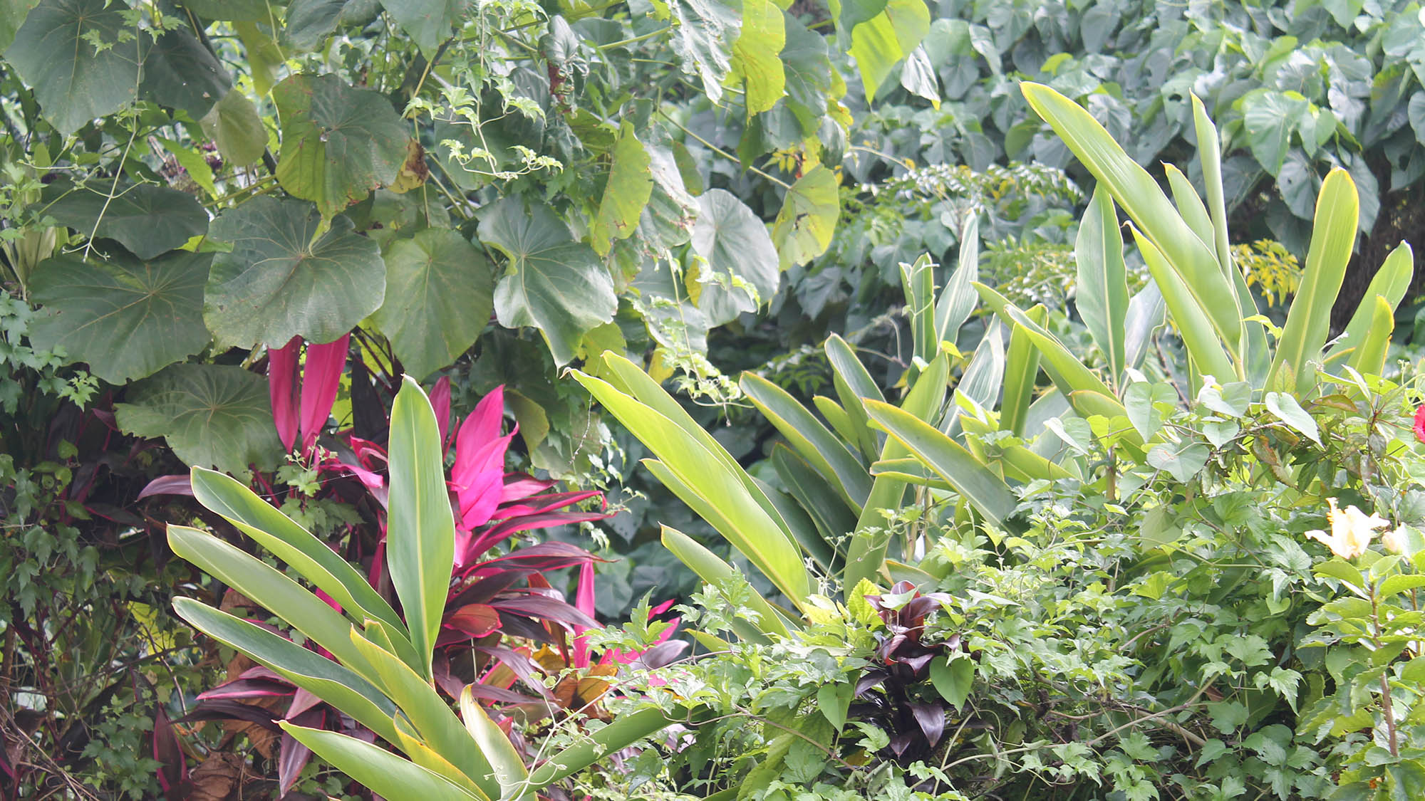 ・【庭】南国の植物たちが元気にお出迎え