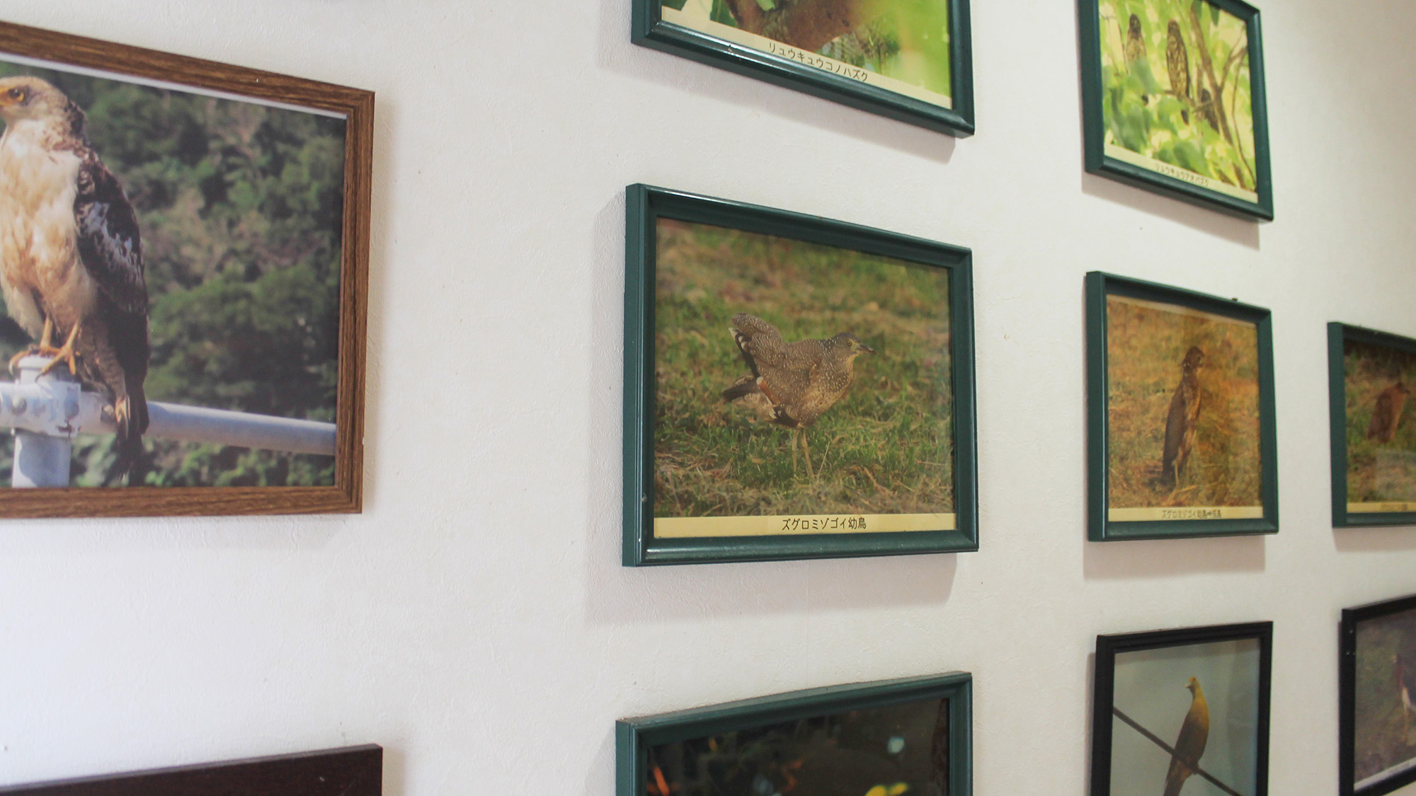 ・【フォトギャラリー】様々な野鳥の写真。普段なかなか見られないものも！