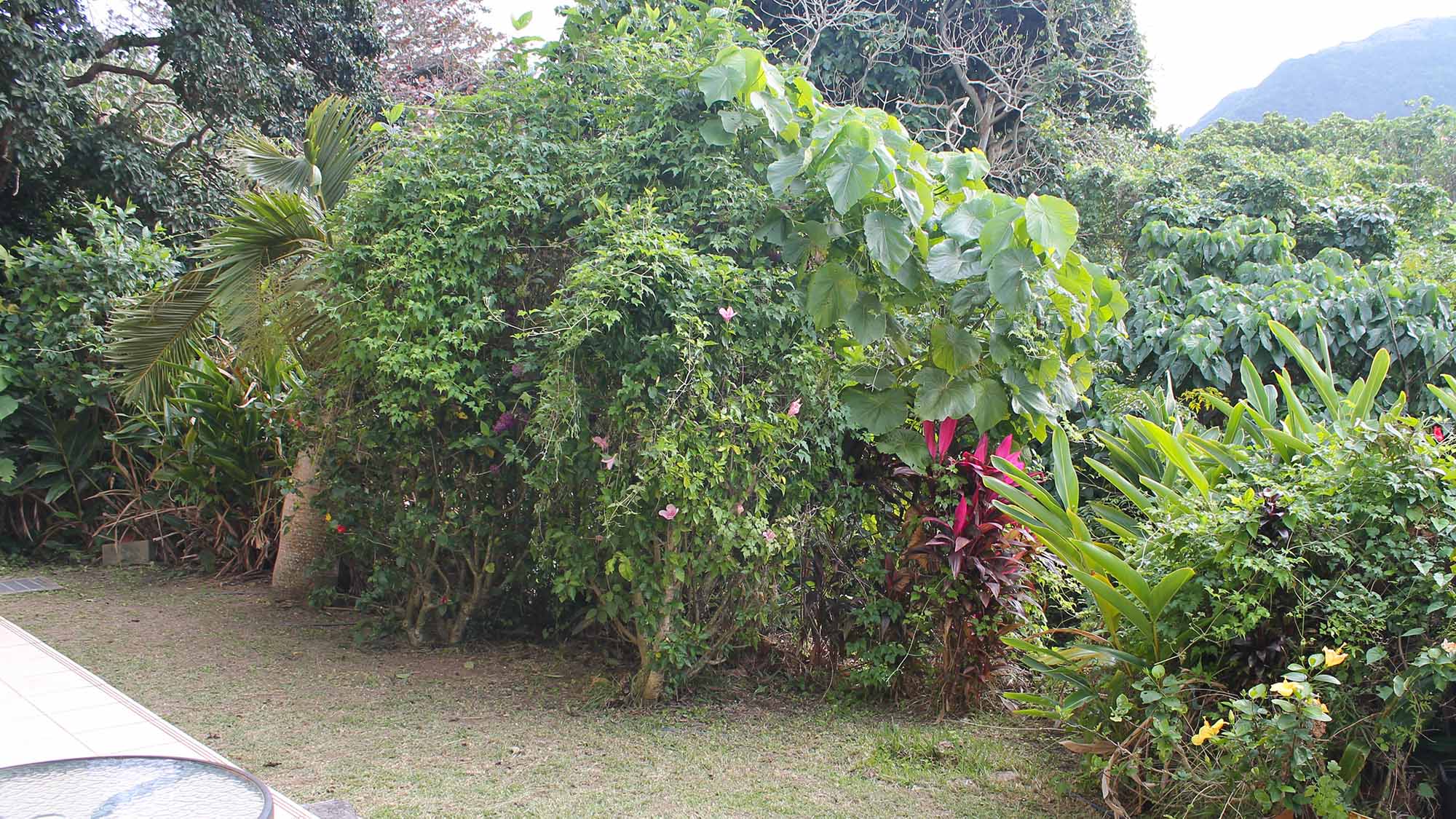 ・【庭】テラスからは石垣らしい景色をご覧いただけます