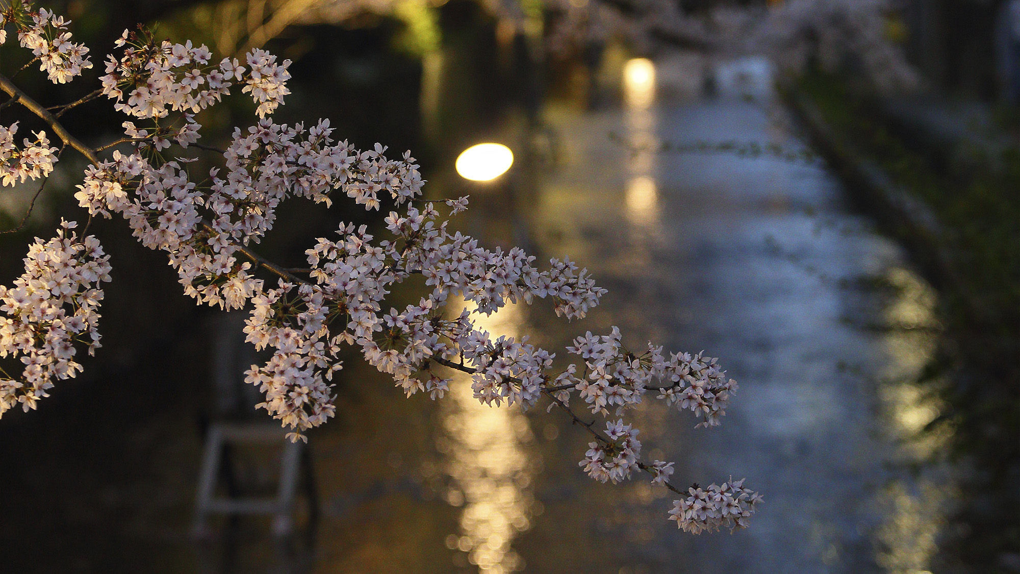 高瀬川の桜