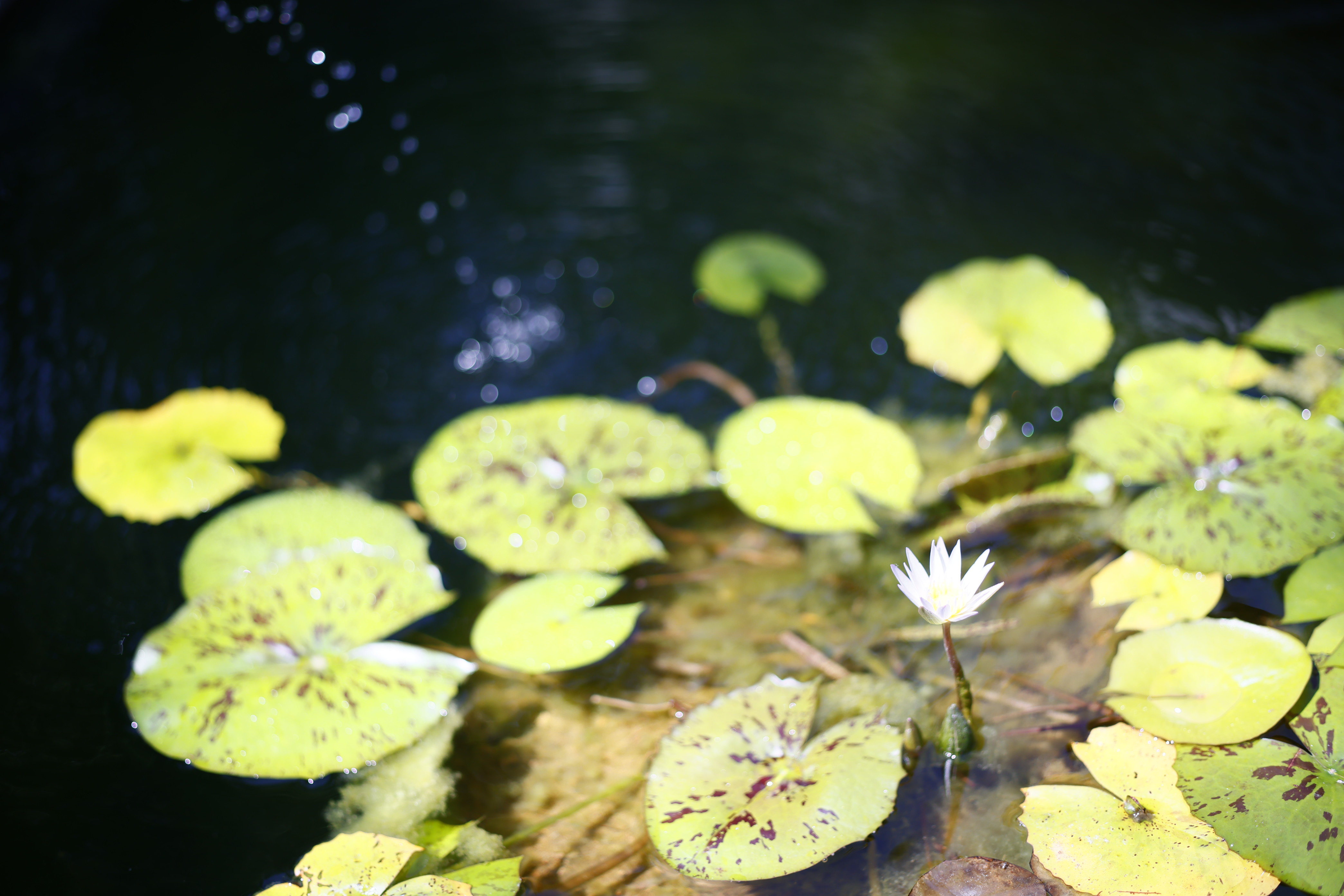 雨水の池に咲くスイレン