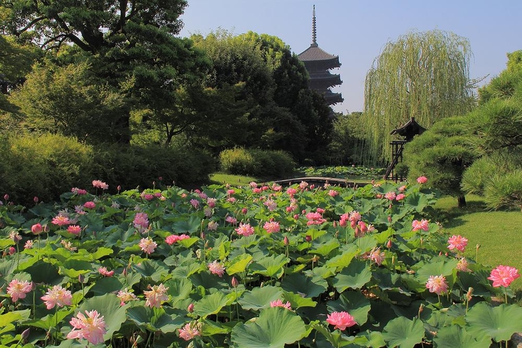 東寺　夏