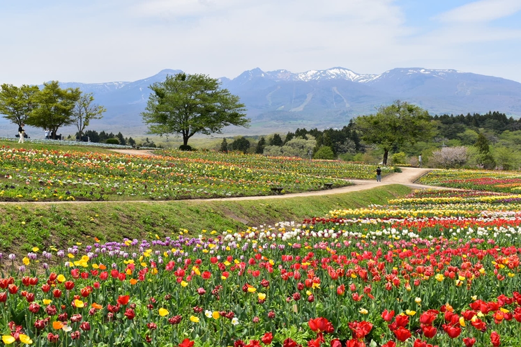 「那須フラワーワールド」では、春から秋にかけて季節の美しい花景色が楽しめます。（車で約5分）