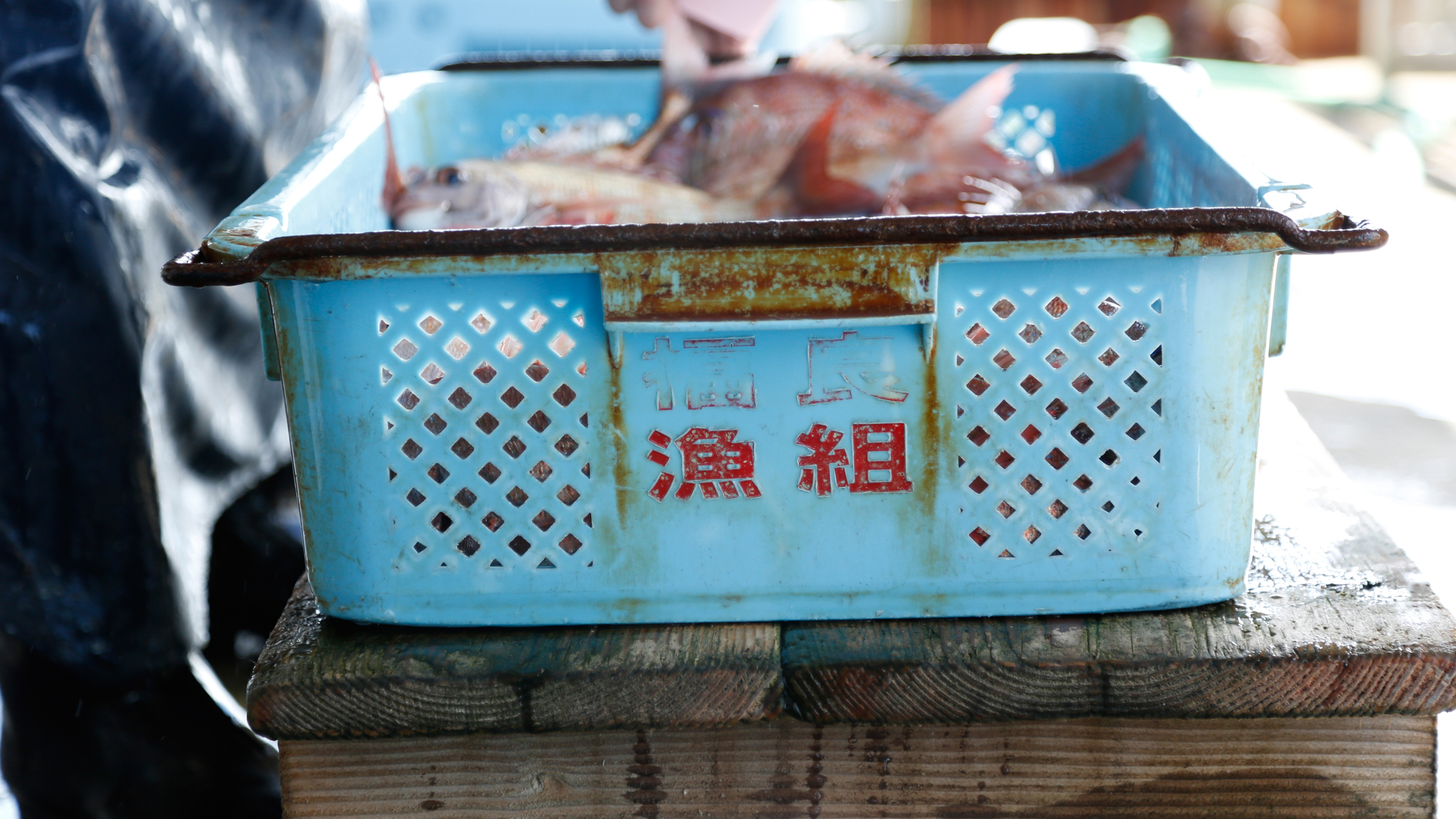 【福良漁港】鳴門海峡の渦潮に揉まれた良質の魚介類が日々水揚げされる（徒歩15分）