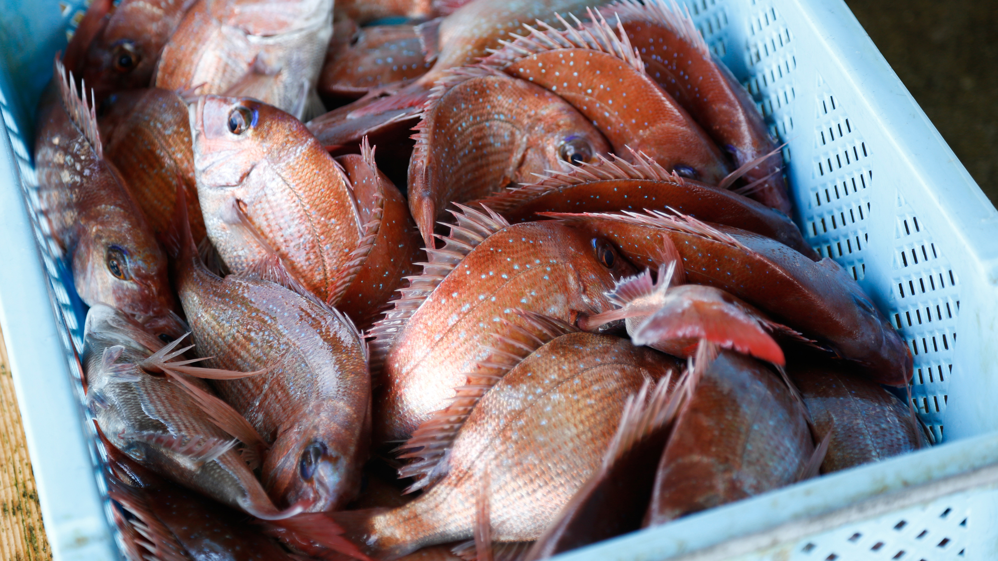 【福良漁港】鯛をはじめ鱧やタコ、淡路島３年とらふぐなど、四季を通して旬の漁獲ができる（徒歩15分）