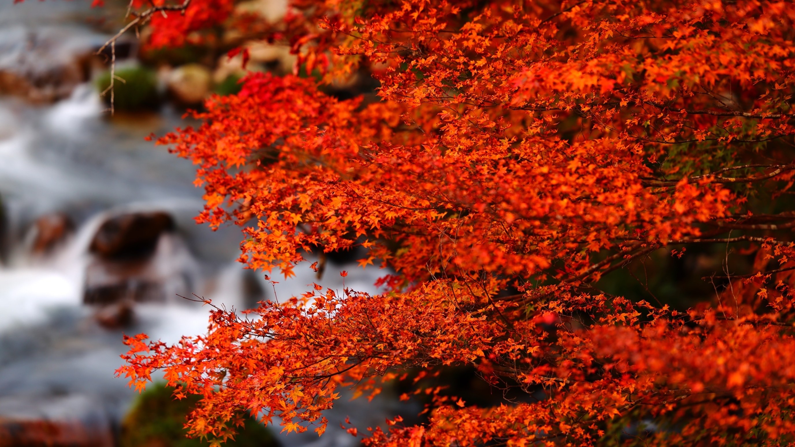 奥津の紅葉